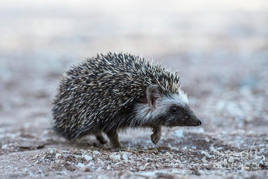 South African Hedgehog Photograph by Tony Camacho/science Photo Library