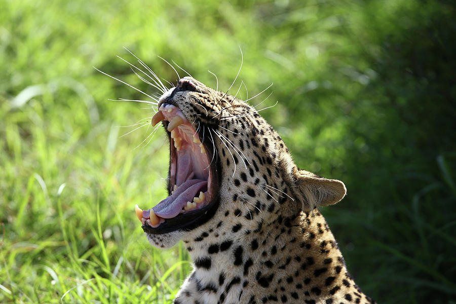 Animal Photograph - South African Leopard 009 by Bob Langrish