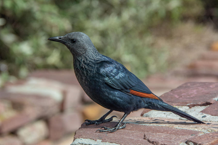 South African Red-winged Starling Photograph by Douglas Wielfaert