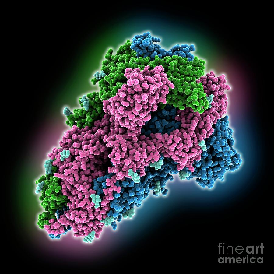 South African Sars-cov-2 Spike Protein Photograph by Laguna Design/science Photo Library
