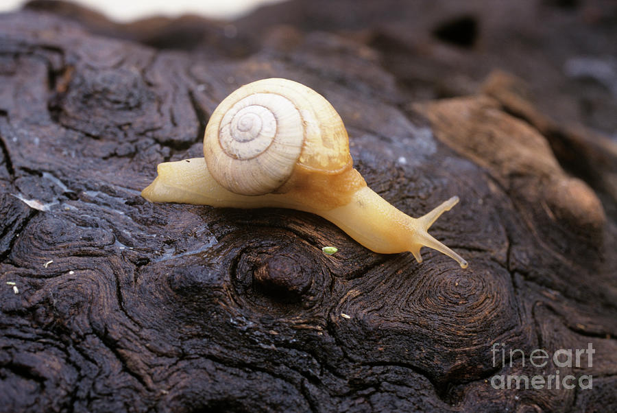 South African Snail Photograph by Peter Chadwick/science Photo Library