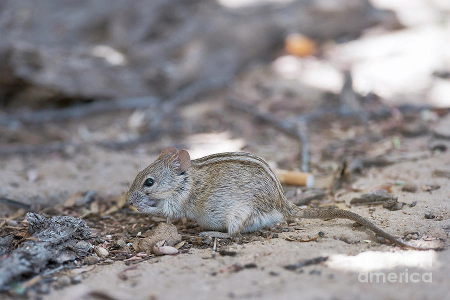 South African Striped Mouse Feeding Photograph by Dr P. Marazzi/science Photo Library