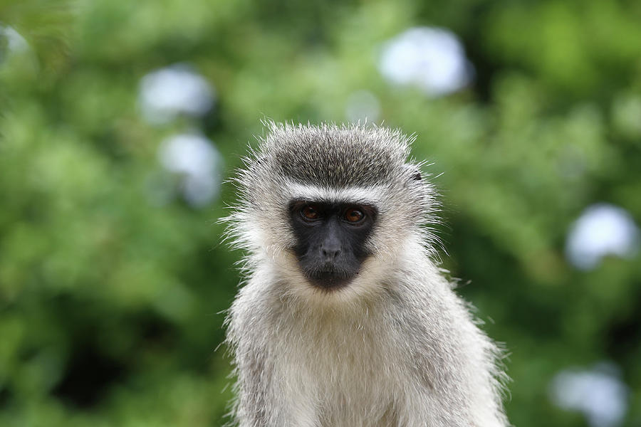 South African Vervet Monkey 009 Photograph by Bob Langrish - Pixels