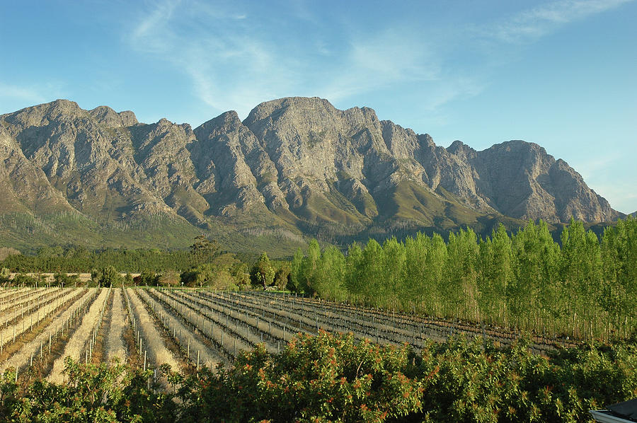 South African Vineyard Photograph by Chrissyboy