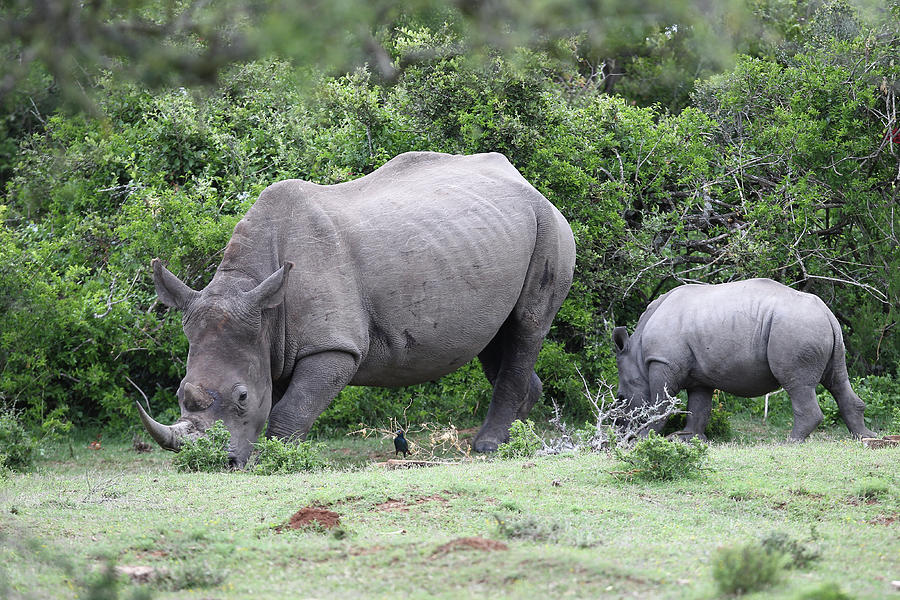 Animal Photograph - South African White Rhinoceros 001 by Bob Langrish