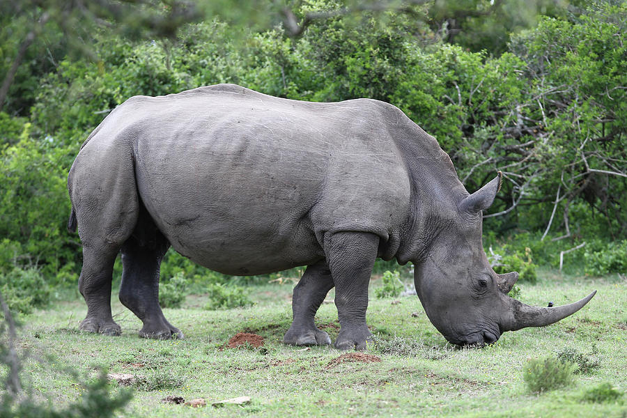 Animal Photograph - South African White Rhinoceros 002 by Bob Langrish