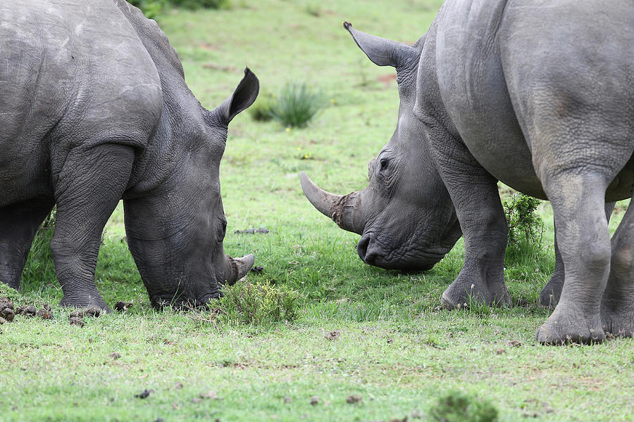 Animal Photograph - South African White Rhinoceros 003 by Bob Langrish