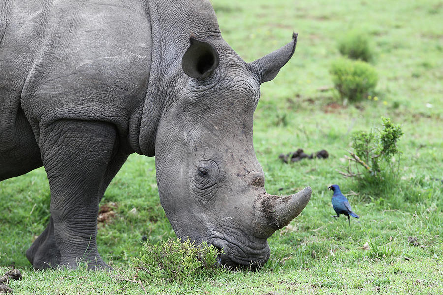 Animal Photograph - South African White Rhinoceros 004 by Bob Langrish