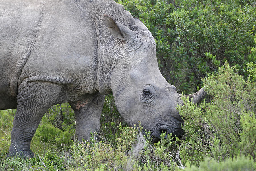 Animal Photograph - South African White Rhinoceros 005 by Bob Langrish