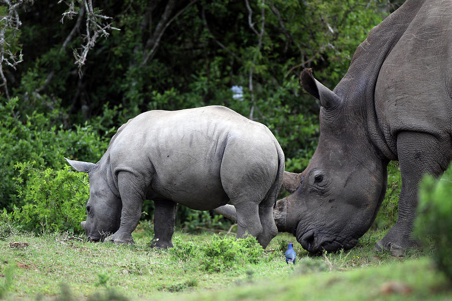 Animal Photograph - South African White Rhinoceros 006 by Bob Langrish