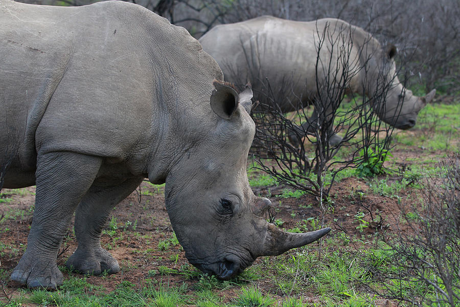 Animal Photograph - South African White Rhinoceros 009 by Bob Langrish