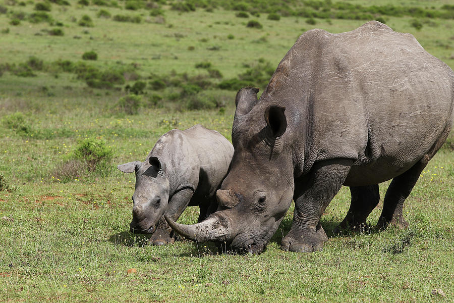 Animal Photograph - South African White Rhinoceros 016 by Bob Langrish