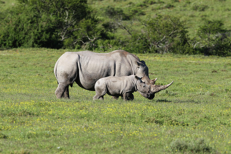 Animal Photograph - South African White Rhinoceros 017 by Bob Langrish
