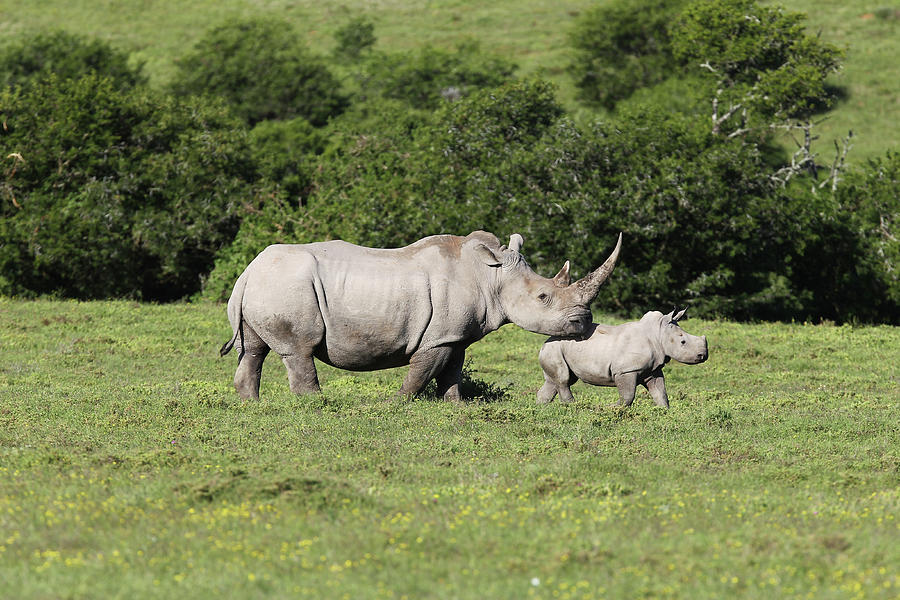 Animal Photograph - South African White Rhinoceros 018 by Bob Langrish