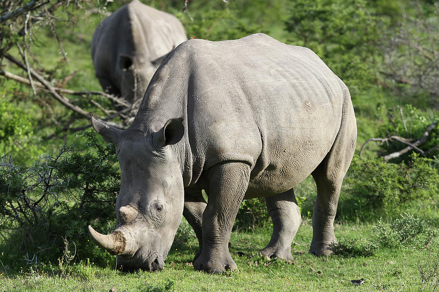 Animal Photograph - South African White Rhinoceros 019 by Bob Langrish