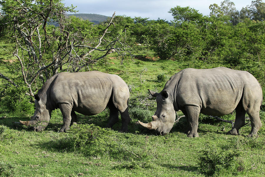Animal Photograph - South African White Rhinoceros 021 by Bob Langrish