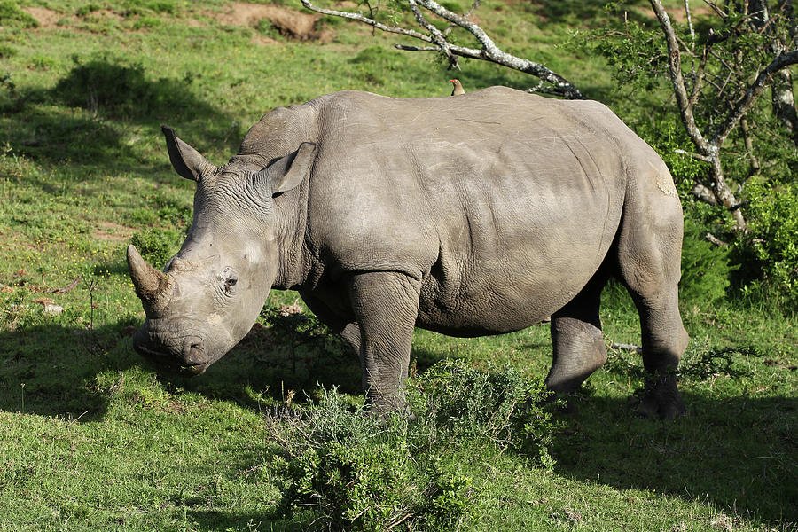 Animal Photograph - South African White Rhinoceros 022 by Bob Langrish