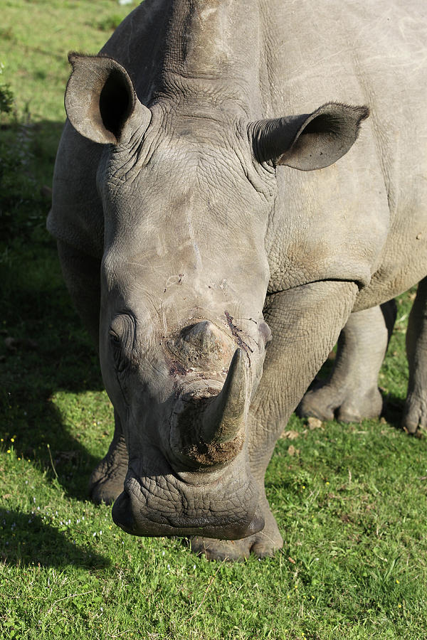 Animal Photograph - South African White Rhinoceros 023 by Bob Langrish