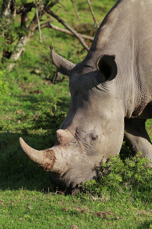 Animal Photograph - South African White Rhinoceros 025 by Bob Langrish