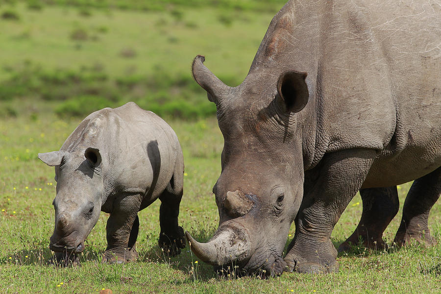 Animal Photograph - South African White Rhinoceros 026 by Bob Langrish