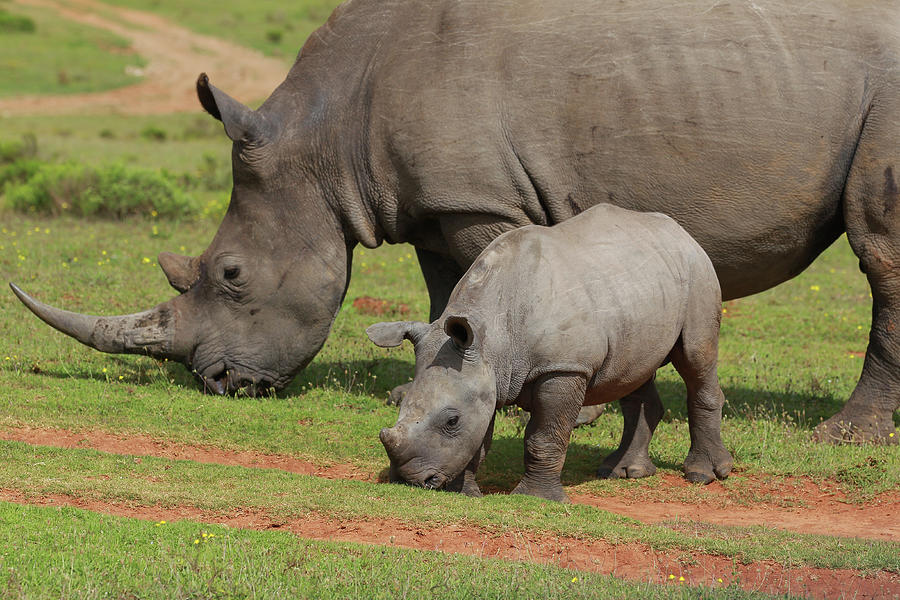 Animal Photograph - South African White Rhinoceros 027 by Bob Langrish