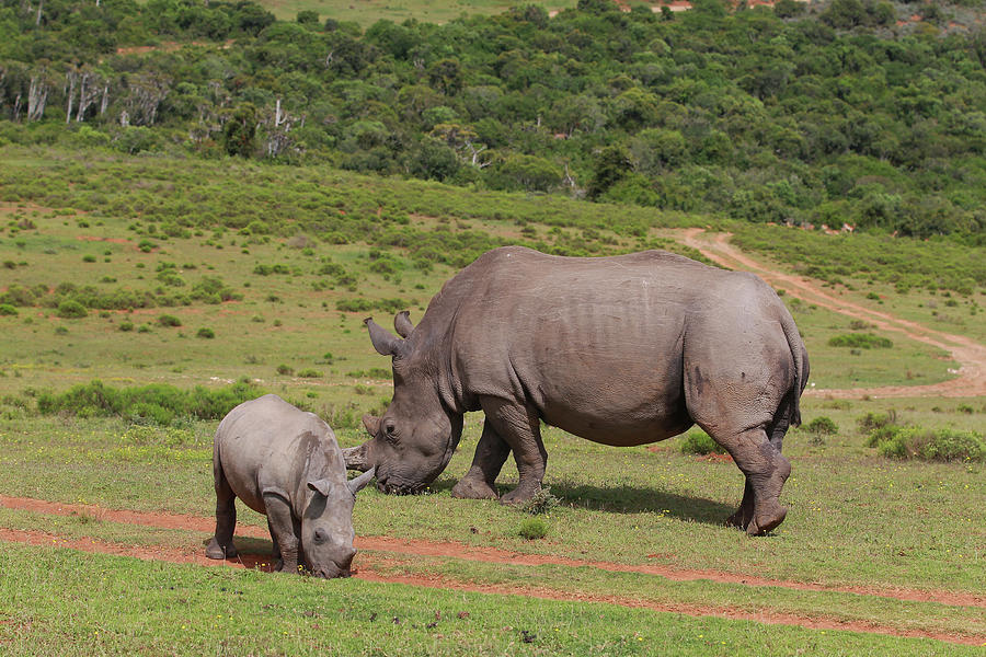 Animal Photograph - South African White Rhinoceros 029 by Bob Langrish