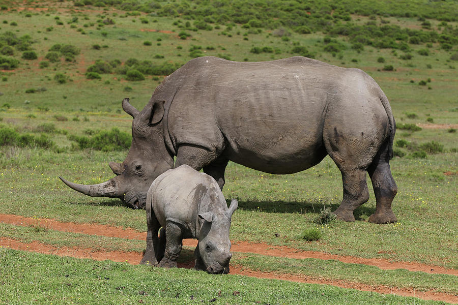 Animal Photograph - South African White Rhinoceros 030 by Bob Langrish