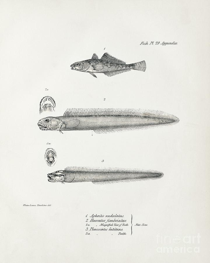 Nature Photograph - South American Coastal Fish by Library Of Congress, Rare Book And Special Collections Division/science Photo Library