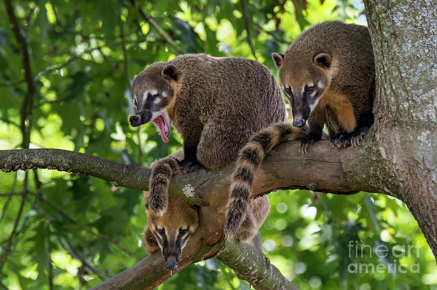 South American Coati Family Photograph by Arterra Picture Library