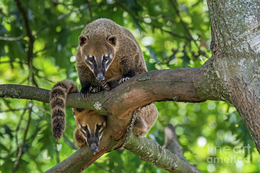 South American Coatis Photograph by Arterra Picture Library