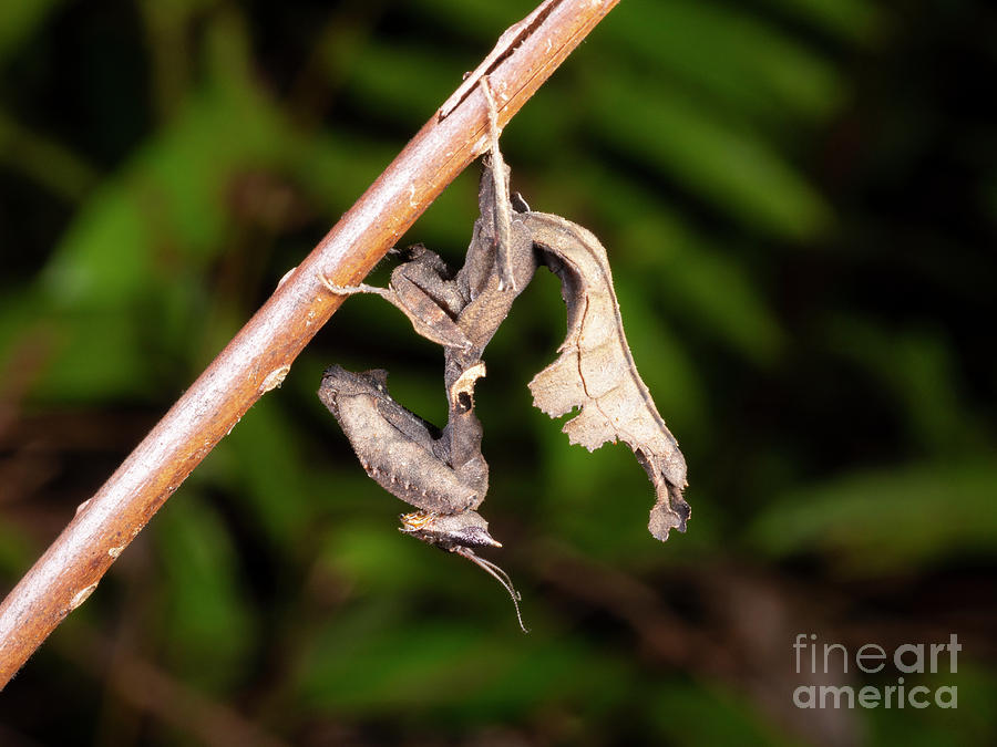 South American Dead Leaf Mantis Photograph by Science Photo Library South American Dead Leaf Mantis Photograph by Science Photo Library