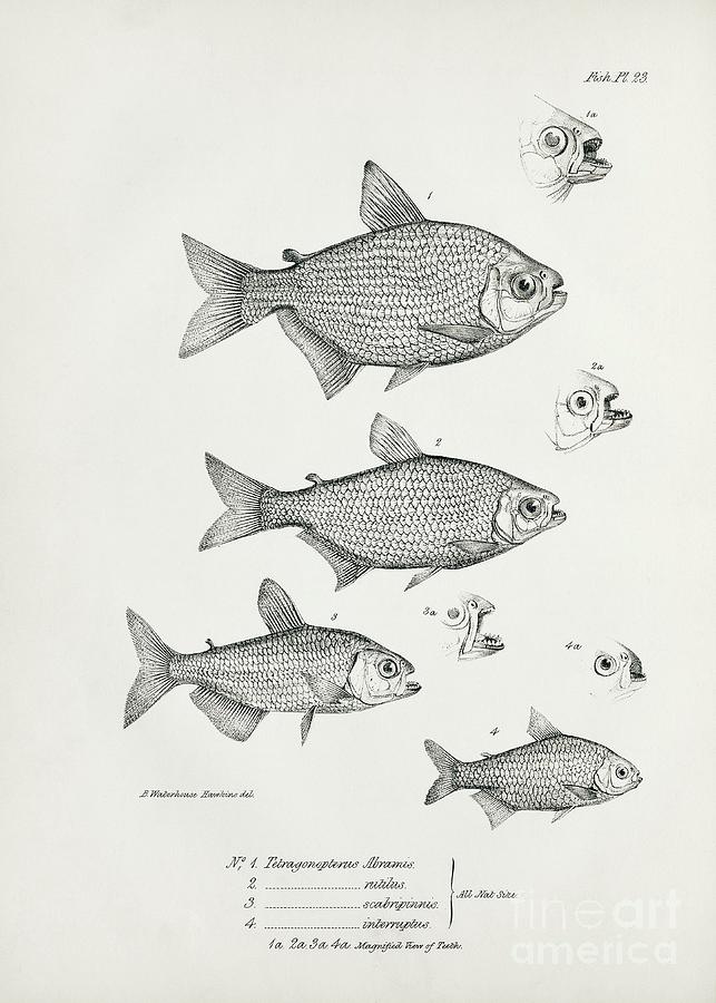 South American Freshwater Fish Photograph by Library Of Congress, Rare Book And Special Collections Division/science Photo Library
