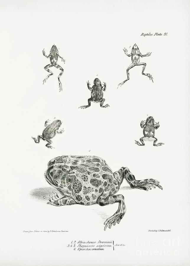 South American Frogs Photograph by Library Of Congress, Rare Book And Special Collections Division/science Photo Library