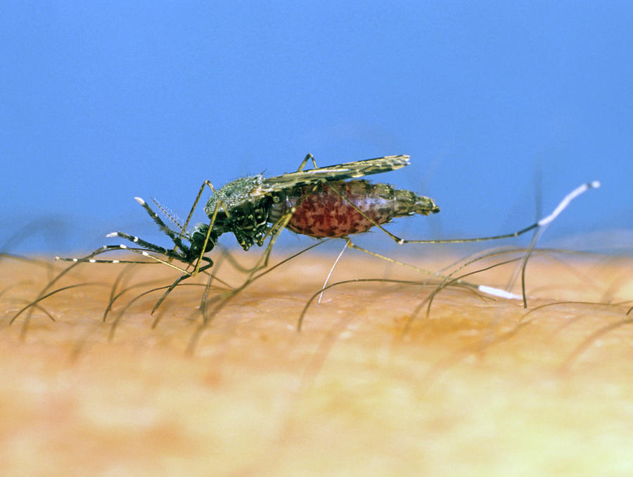 South American Malaria Vector Mosquito Photograph by Nigel Cattlin