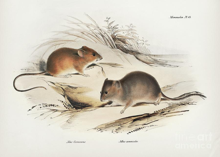 Mammal Photograph - South American Rodents by Library Of Congress, Rare Book And Special Collections Division/science Photo Library