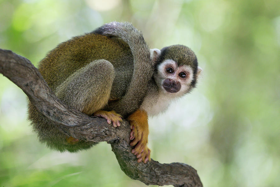 South American Squirrel Monkey Photograph by Suzi Eszterhas