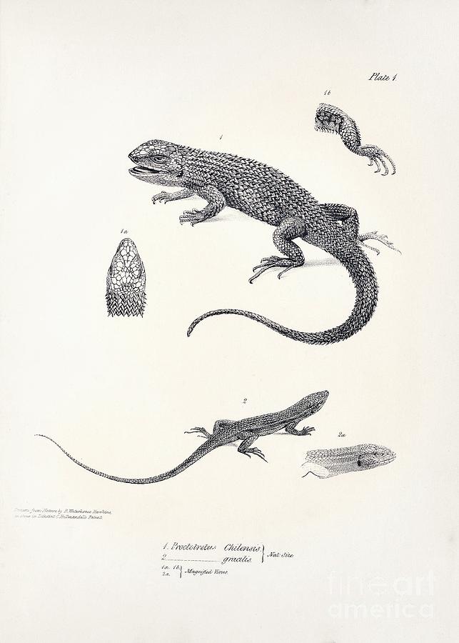 Nature Photograph - South American Tree Iguanas by Library Of Congress, Rare Book And Special Collections Division/science Photo Library
