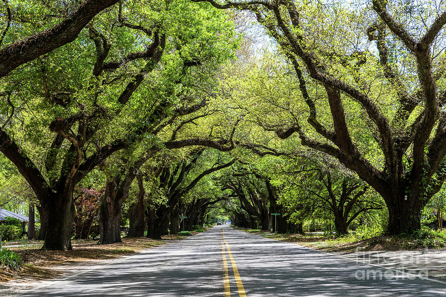 South Boundary Ave Aiken SC by SANJEEV SINGHAL South Boundary Ave Aiken SC by SANJEEV SINGHAL
