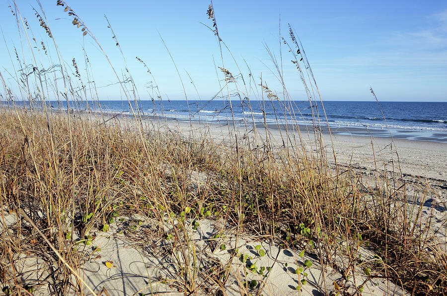 South Carolina Beach Dunes Photograph by Davealan