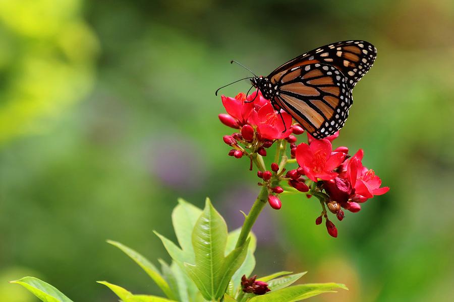 South Carolina Monarch Butterfly II Photograph