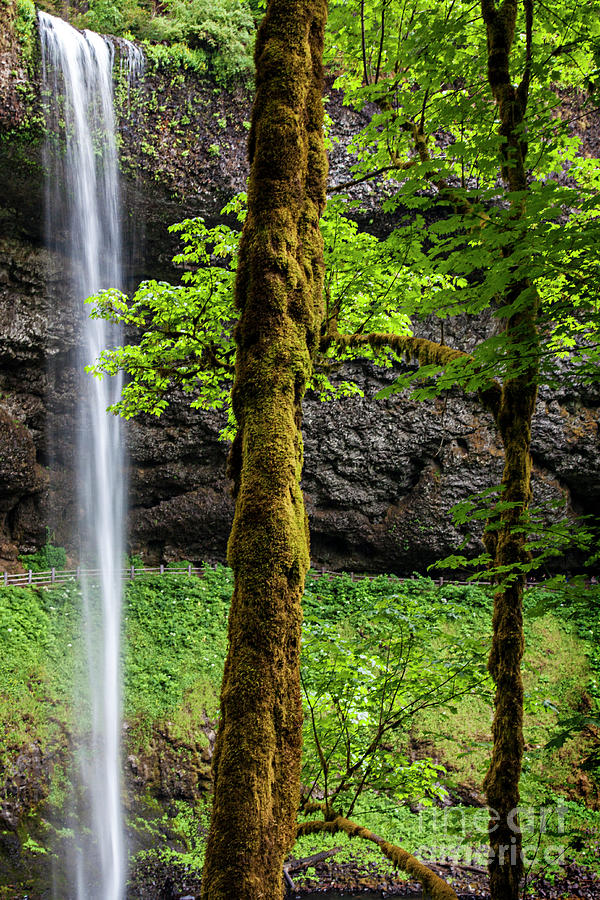 South Falls in Silver Falls State Park in Oregon Photograph by David Millenheft
