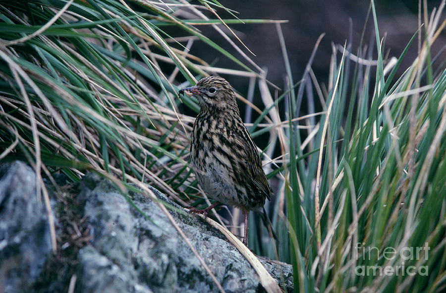 South Georgia Pipit Photograph by Science Photo Library South Georgia Pipit Photograph by Science Photo Library
