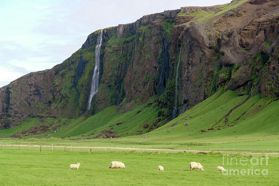 Sheep Photograph - South iceland landscape with waterfalls and sheeps by Ulysse Pixel