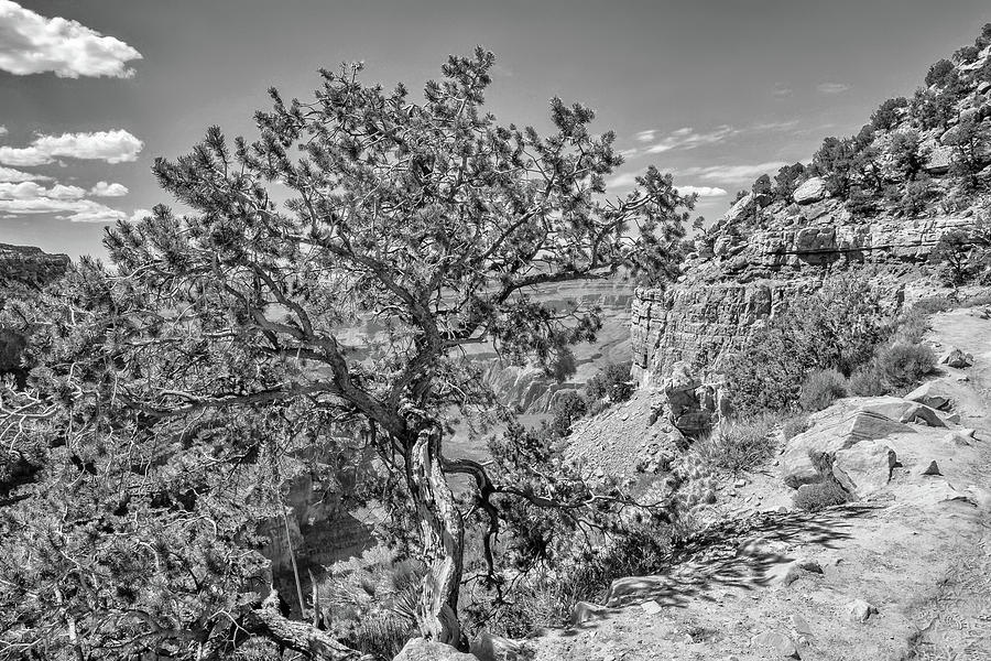 South Kaibab Trail 24 by Marisa Geraghty Photography South Kaibab Trail 24 by Marisa Geraghty Photography