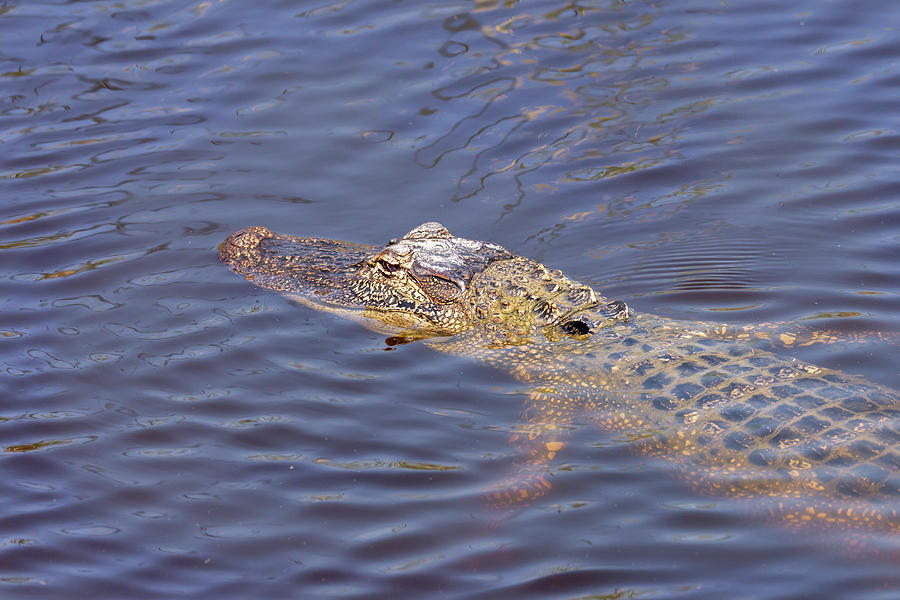 South Padre Island American Alligator Photograph by Debra Martz