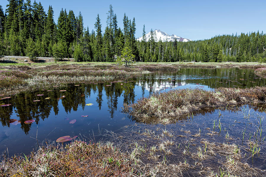 South Sister from Wetlands near Sparks Lake by Belinda Greb South Sister from Wetlands near Sparks Lake by Belinda Greb