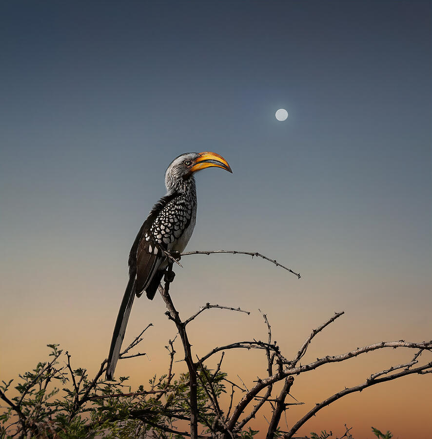 Hornbill Photograph - Southen Yellow-billed Hornbill by Gu And Hongchao