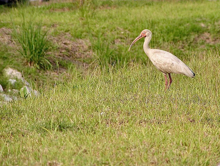 Souther White Ibis Photograph by Inez Ellen Titchenal - Fine Art America