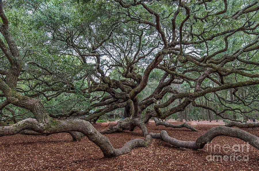 Southern Angel Oak Tree near Charleston South Carolina  Photograph by Dale Powell