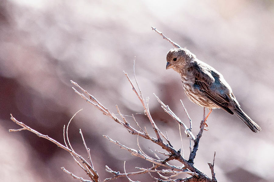 Nature Photograph - Southern Arizona Sparrow by Joseph Oland